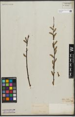 Foto von Salix purpurea L.